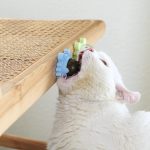 Interactive_Catnip_Ball_Toy_for_Active_Play_and_Exercise
