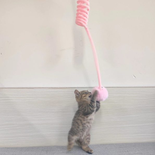 Safe_Woolen_Toy_for_Cats_Interactive_Spring_Cat_Toy_for_Daily_Fun
